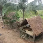 Harga Singkong Anjlok Jadi Rp700/kg, Prof Sutan Nasomal Minta Presiden Prabowo Turun Tangan