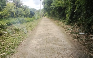 Peduli Lingkungan, Seorang Warga Parit Culum 1 Rapikan Jalan Lorong